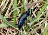 Meloe sp.